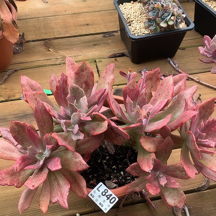 钻石锦老桩 多肉植物9.28号发