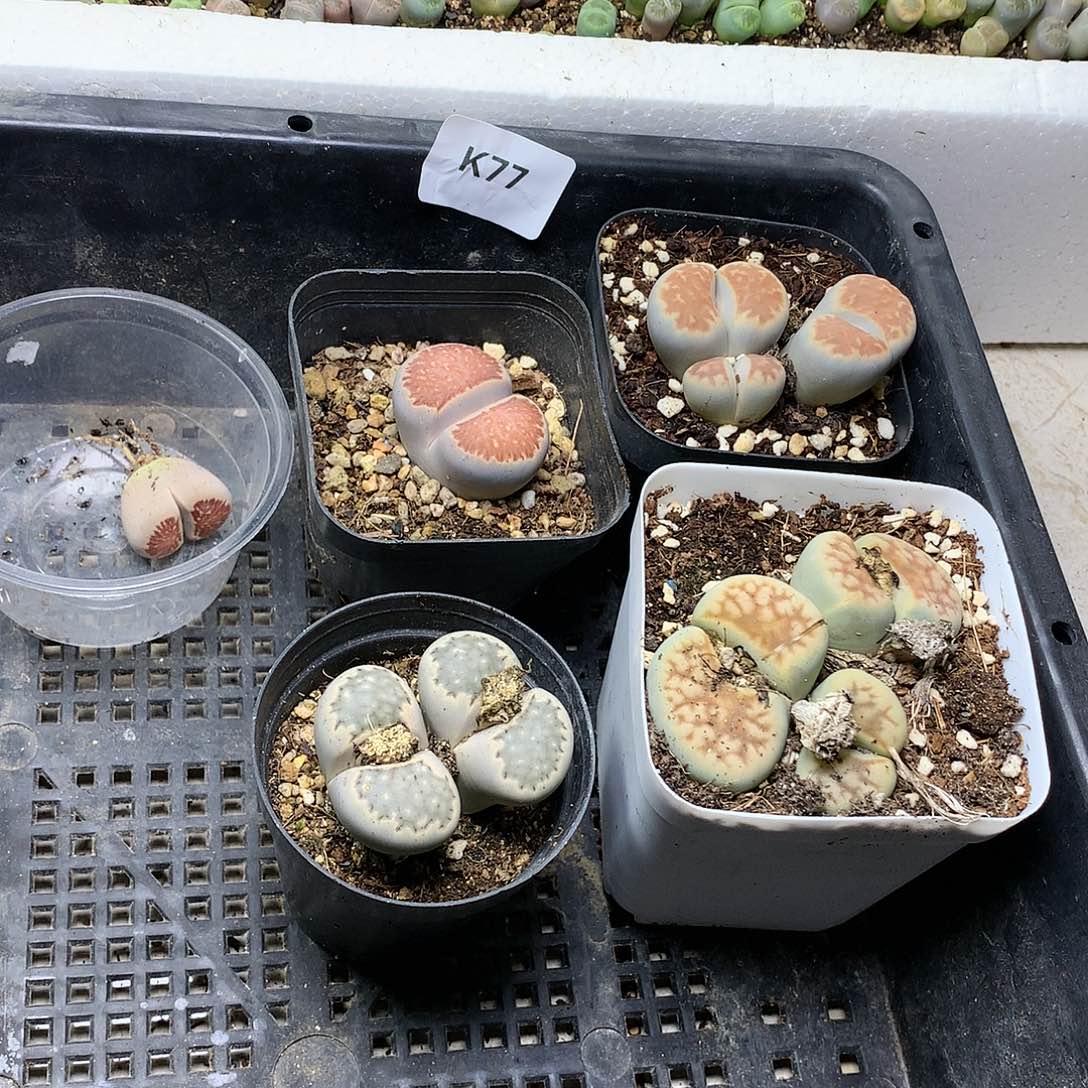 弑*殇K77多肉植物保护研究所