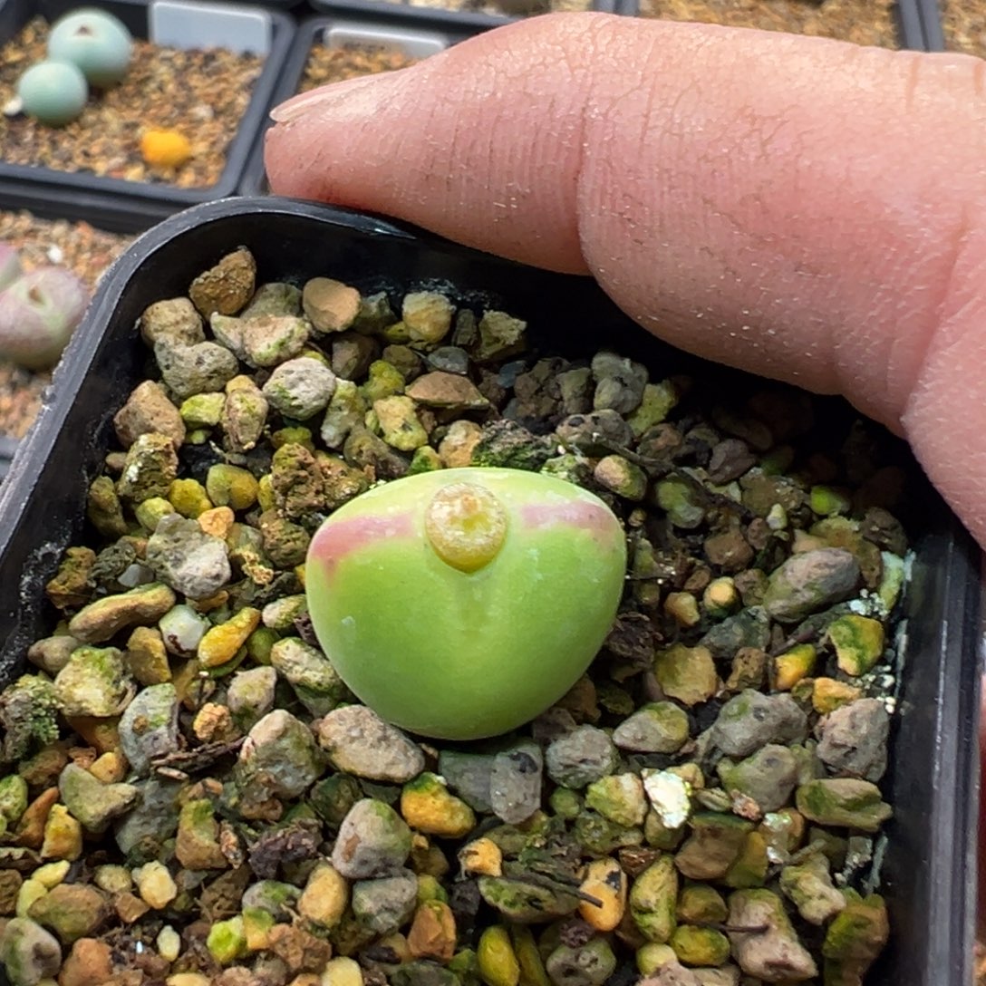 51多肉单头优选将杂一棵特