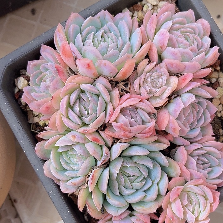 西娜杂1487多肉植物