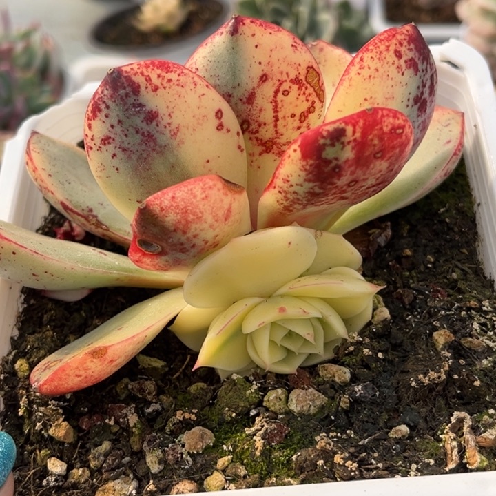 斗牛士锦底座一颗