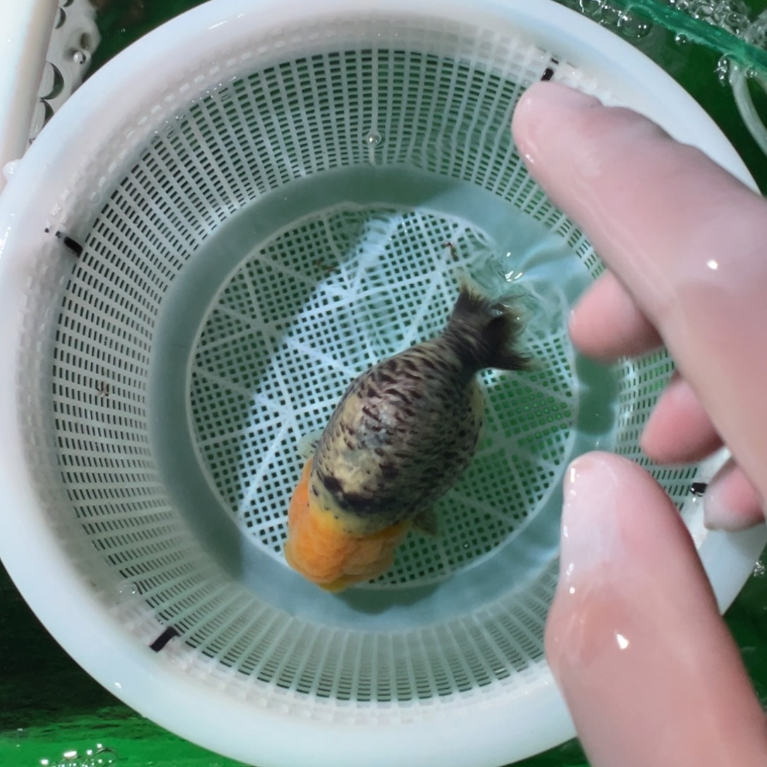 小***使金鱼潘氏金鱼兰寿金鱼