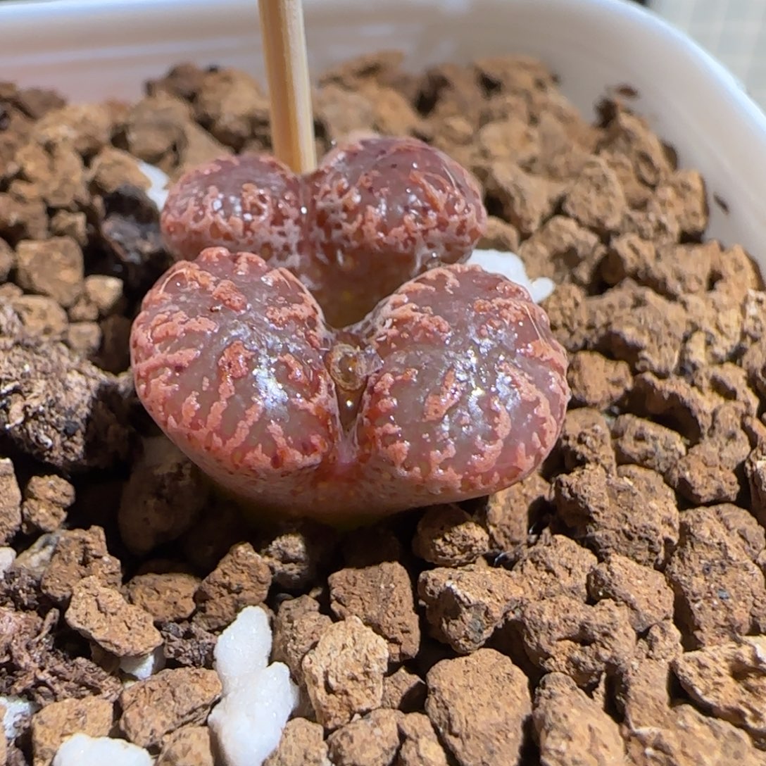 肉锥多肉植物组合-3km勋章362