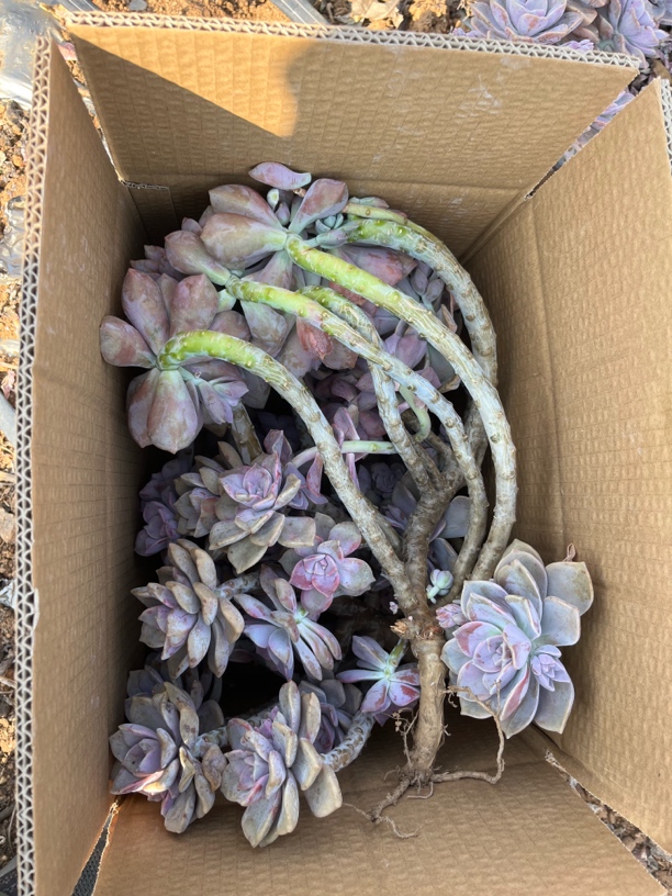 不售后的地栽老桩紫乐断枝箱拍装的多会掉叶片路程远闷的会掉叶片