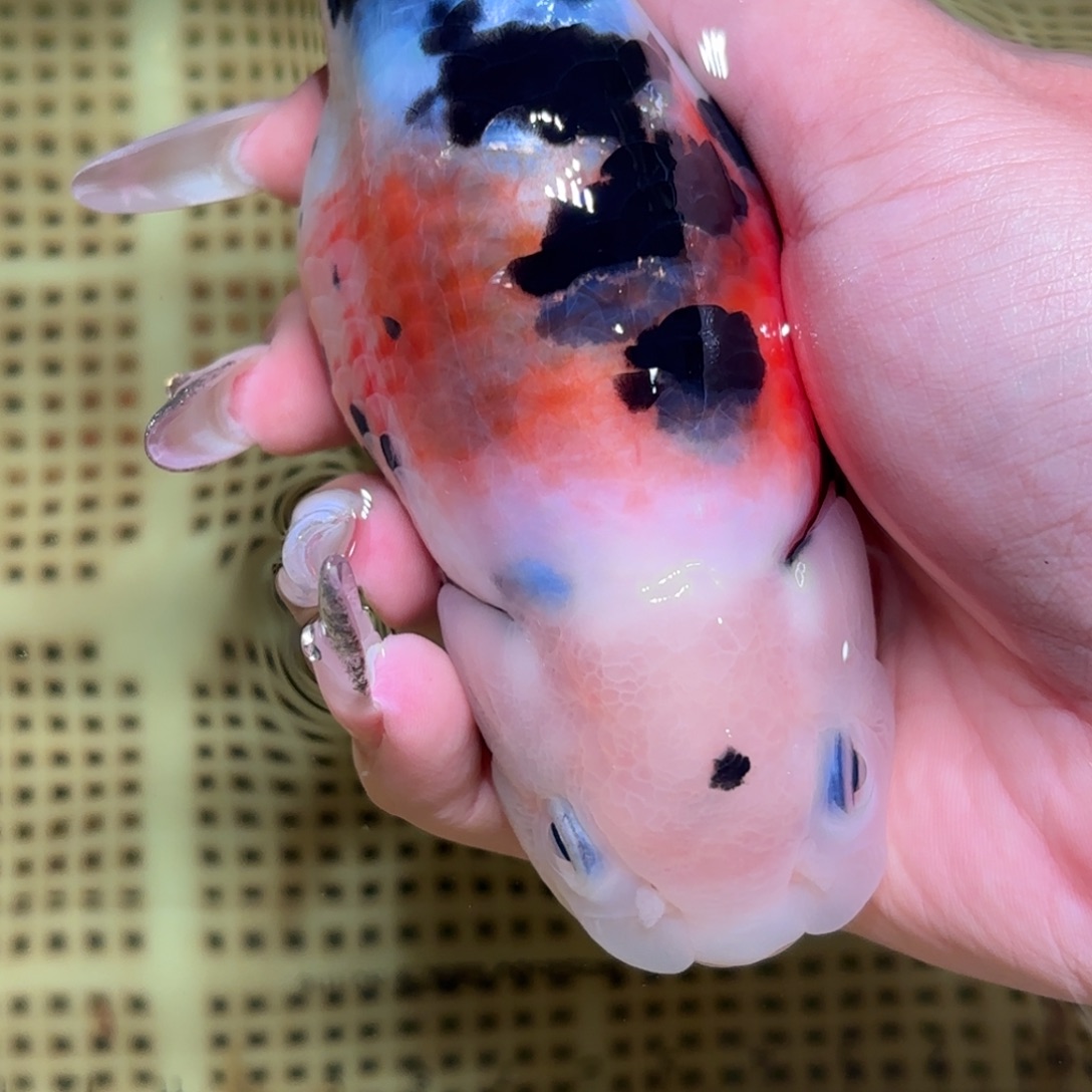 粉****金鱼不拍包装运费到付，拍包装包邮