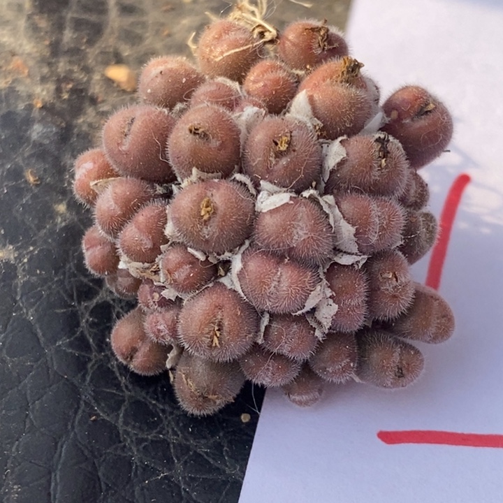 1627史蒂芬尼毛球一群