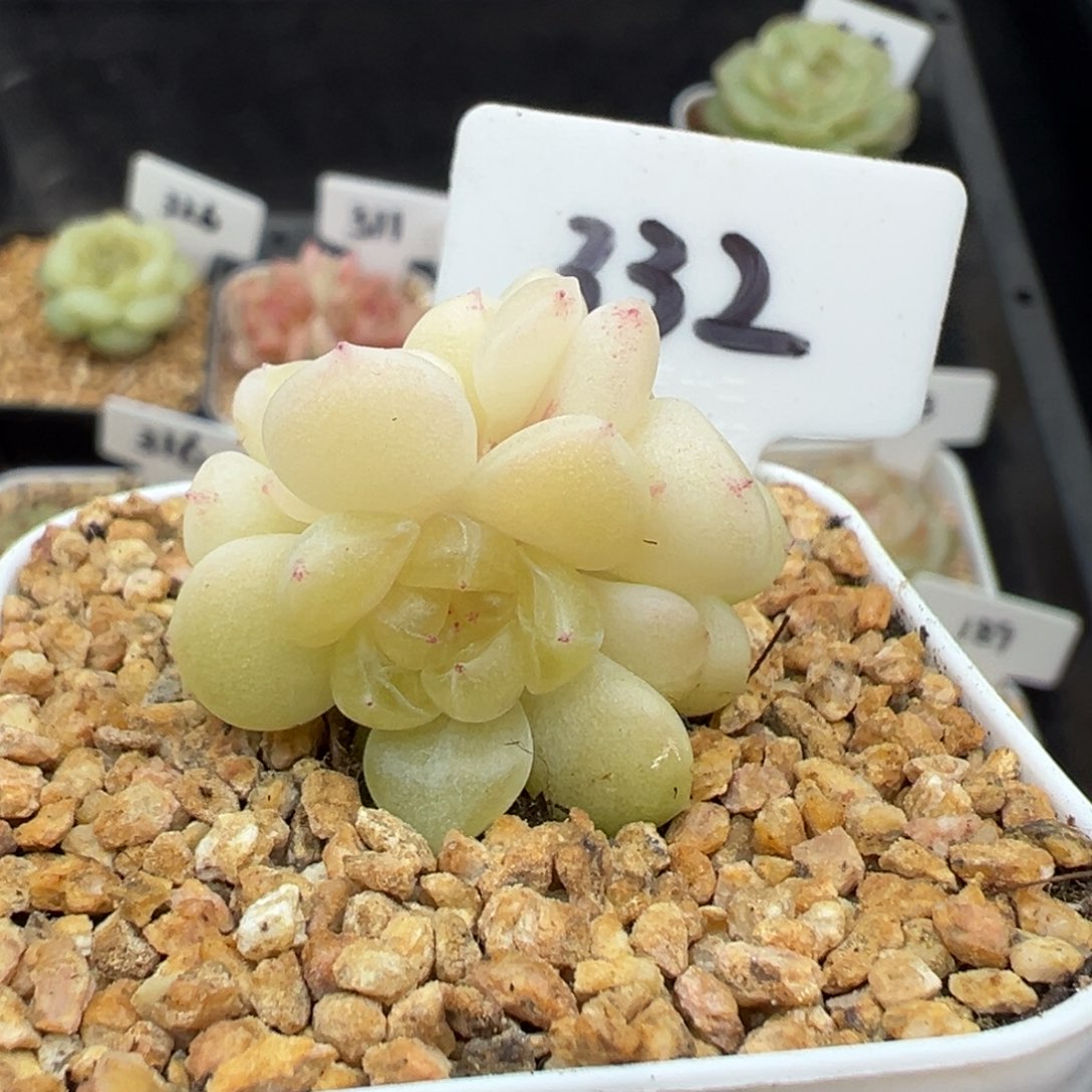 332号财富密码现金