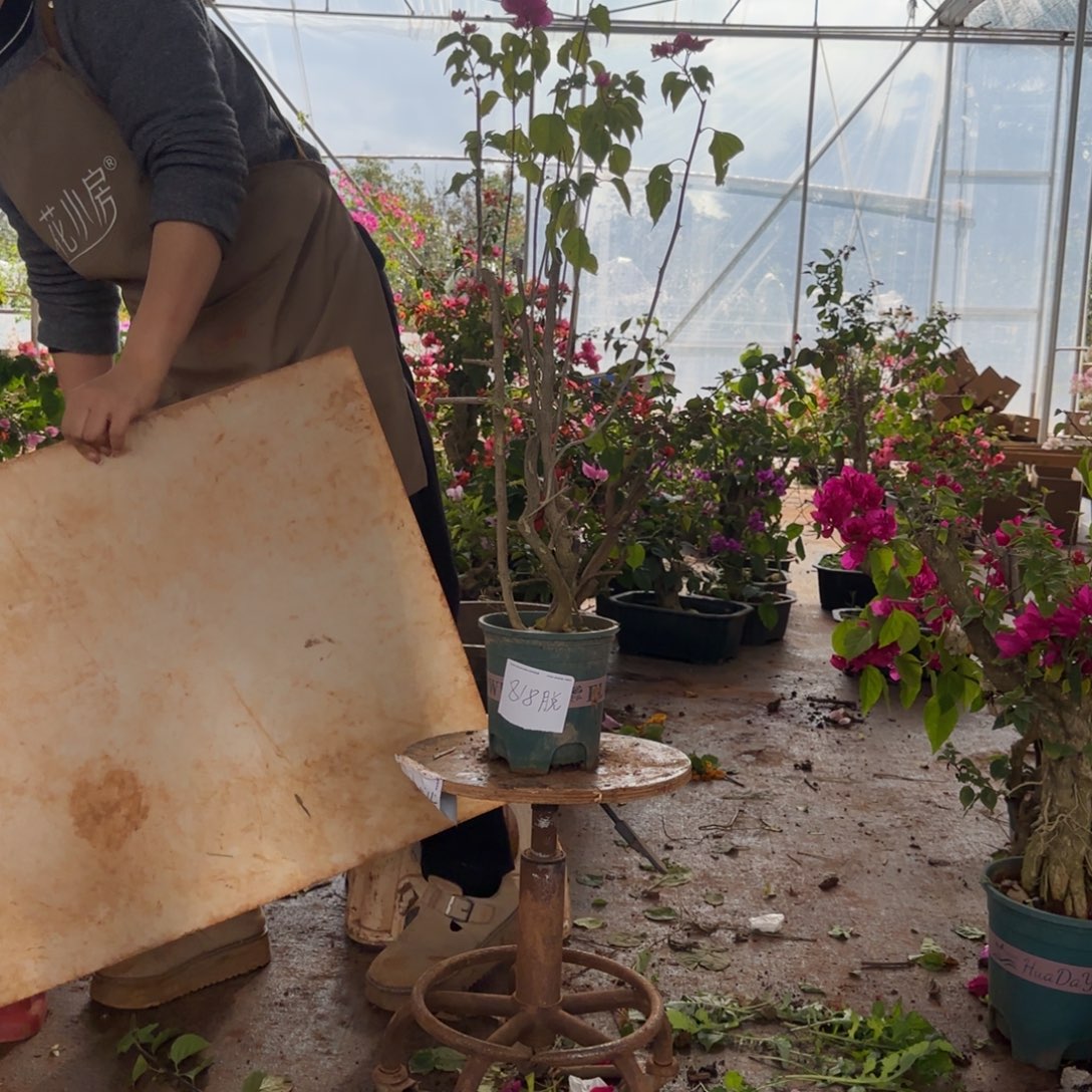 大部分花苞少量开放重瓣粉 818脱