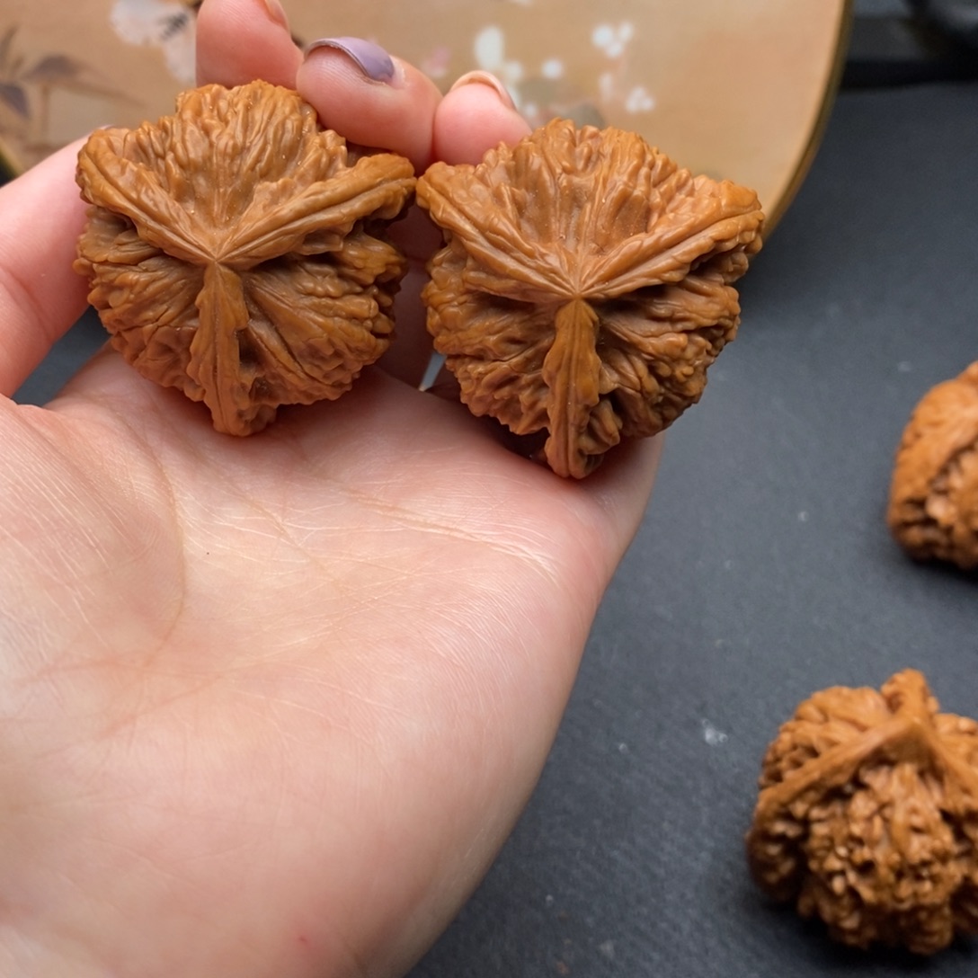 小*白狮子11111111