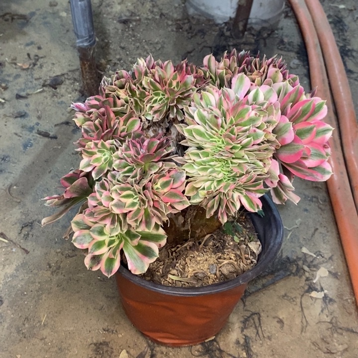 粉女巫缀多肉植物