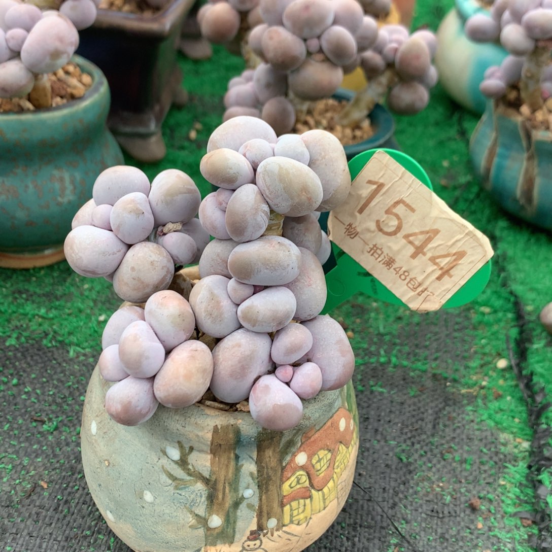 烟美人老桩无砍1544