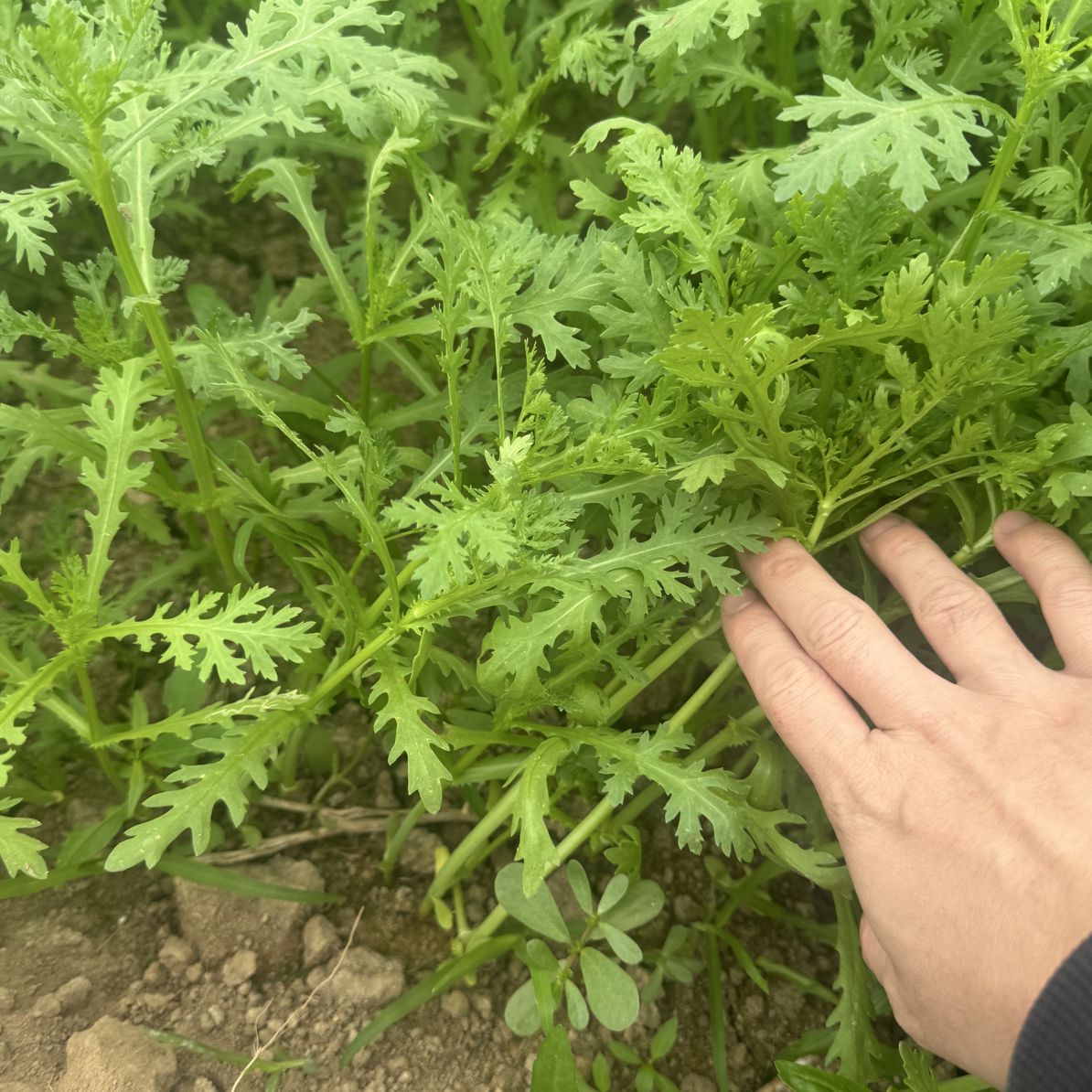 （回馈粉丝）河南农家自种茼蒿皇帝菜新鲜现拔现发3斤 4斤坏烂包赔