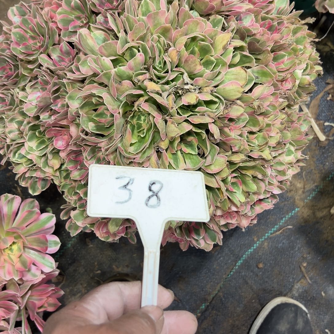 桓****多肉植物妖月法师38