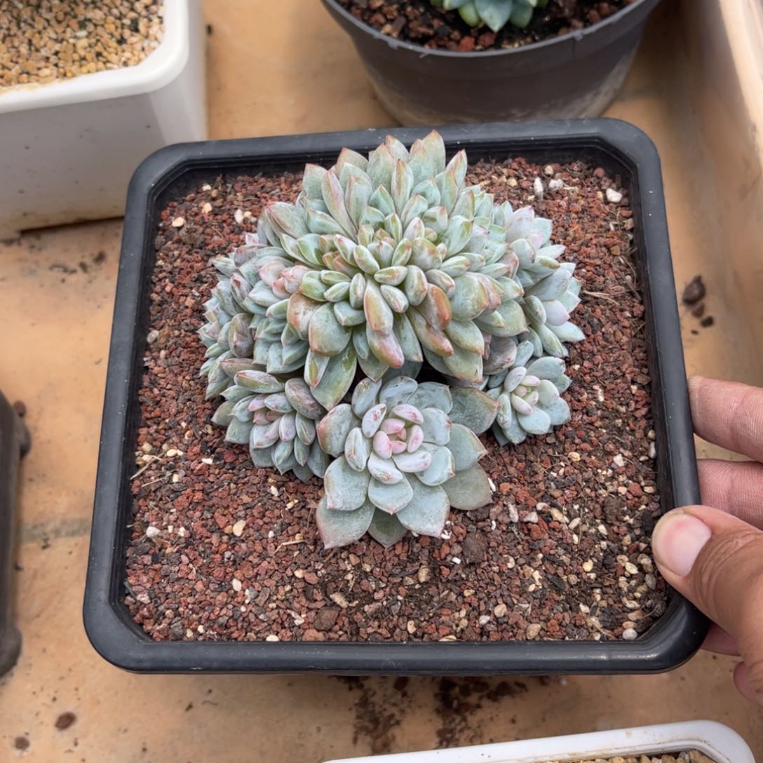 星星橙小树朵朵多肉