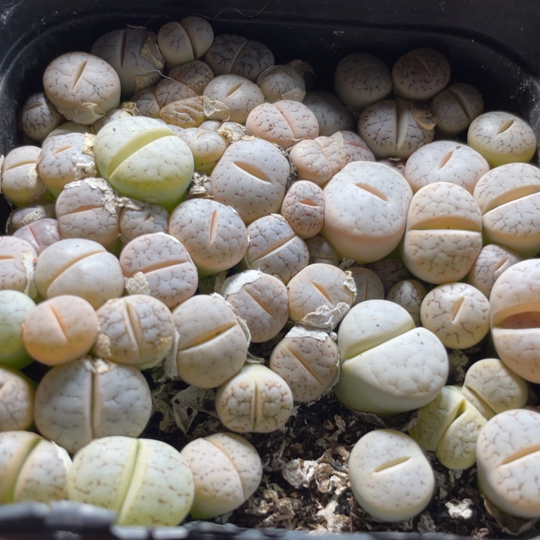 今晚大盆特价更新～17