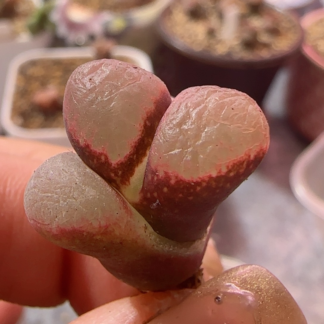 精品开年福利。  漂亮精品风铃玉。 