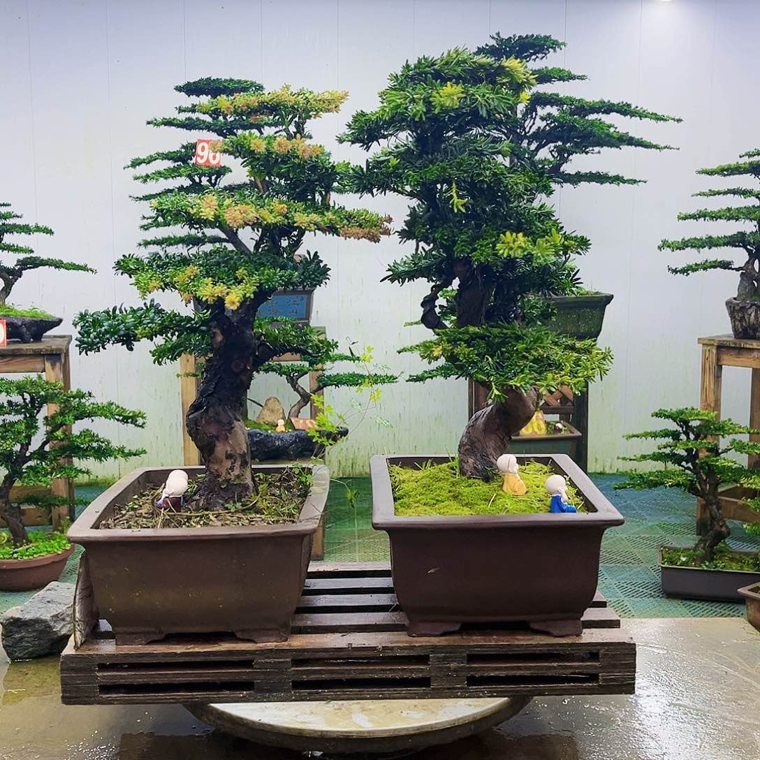 完全开放罗汉松盆景艺术