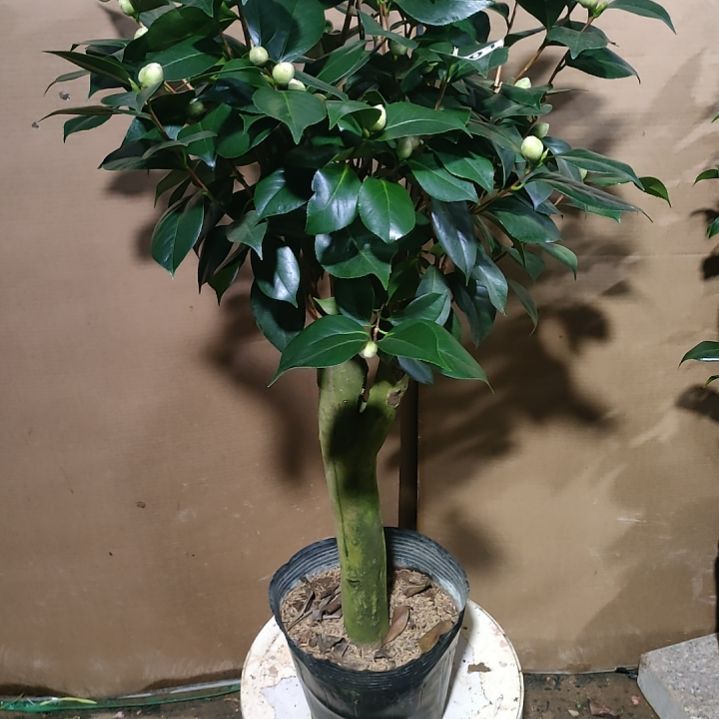 302大五宝，原盆原土发货，不包邮