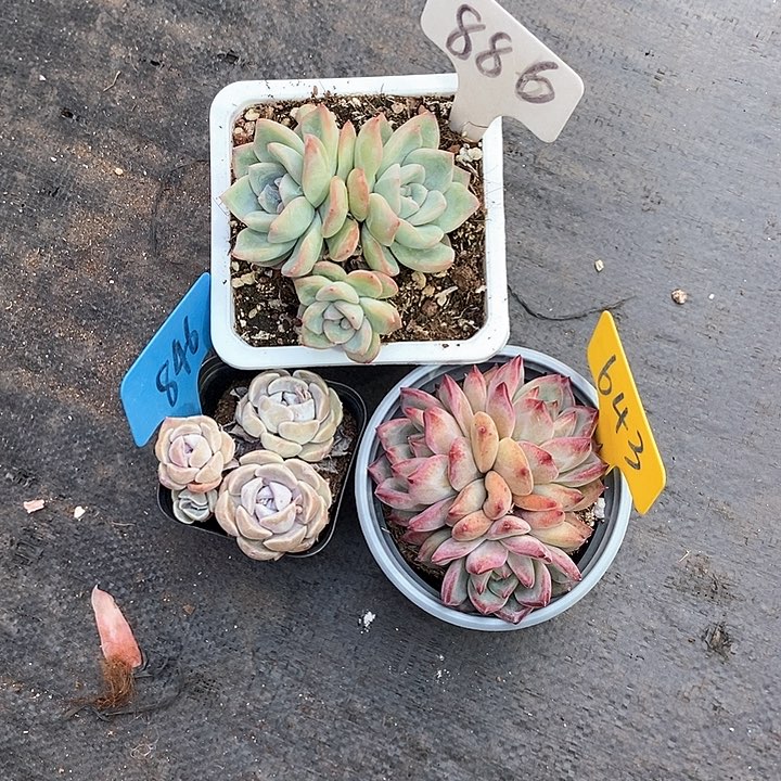 田*闹多肉植物886 643 846