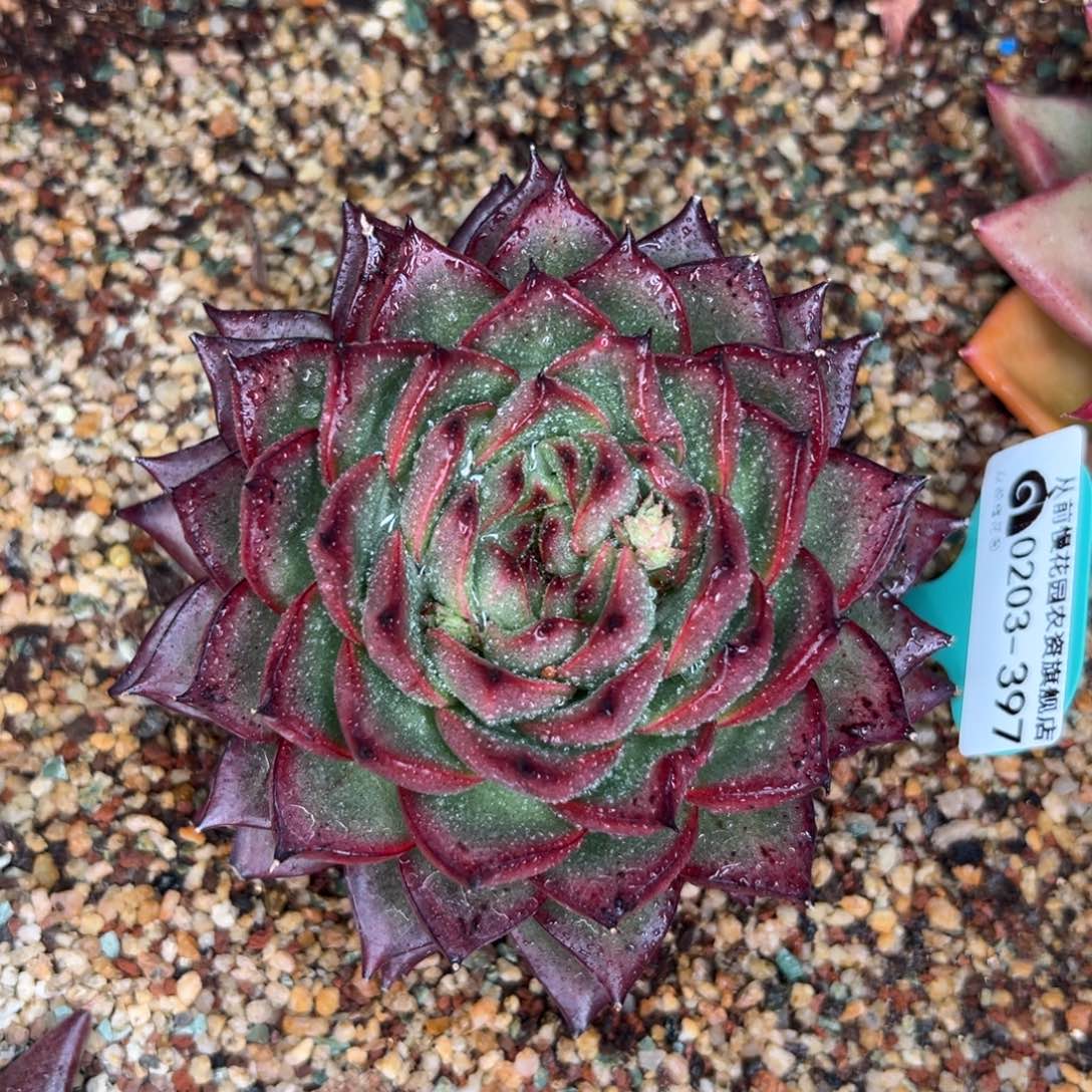 多肉一物一拍0203-397