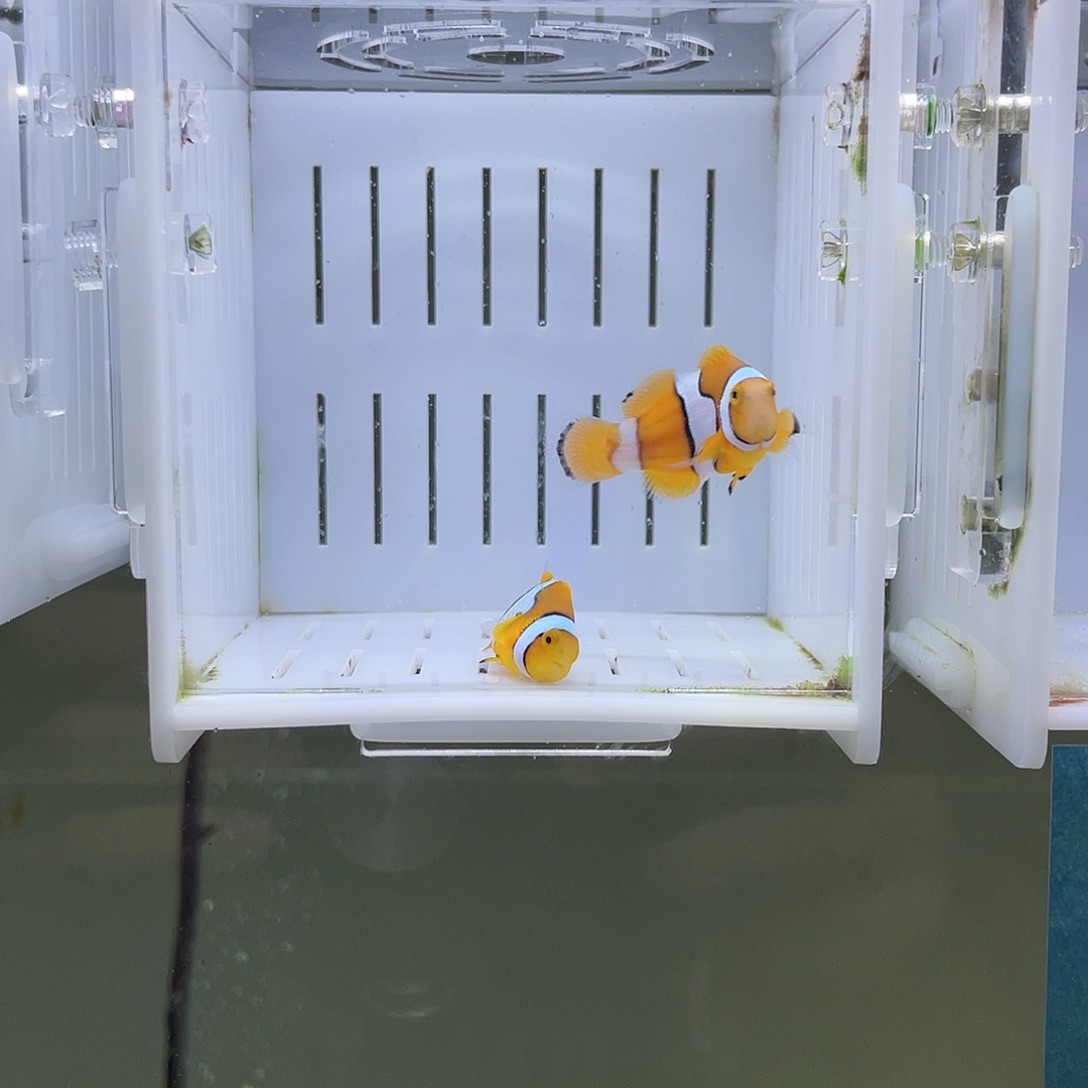 海水鱼3-4全纹黑背心