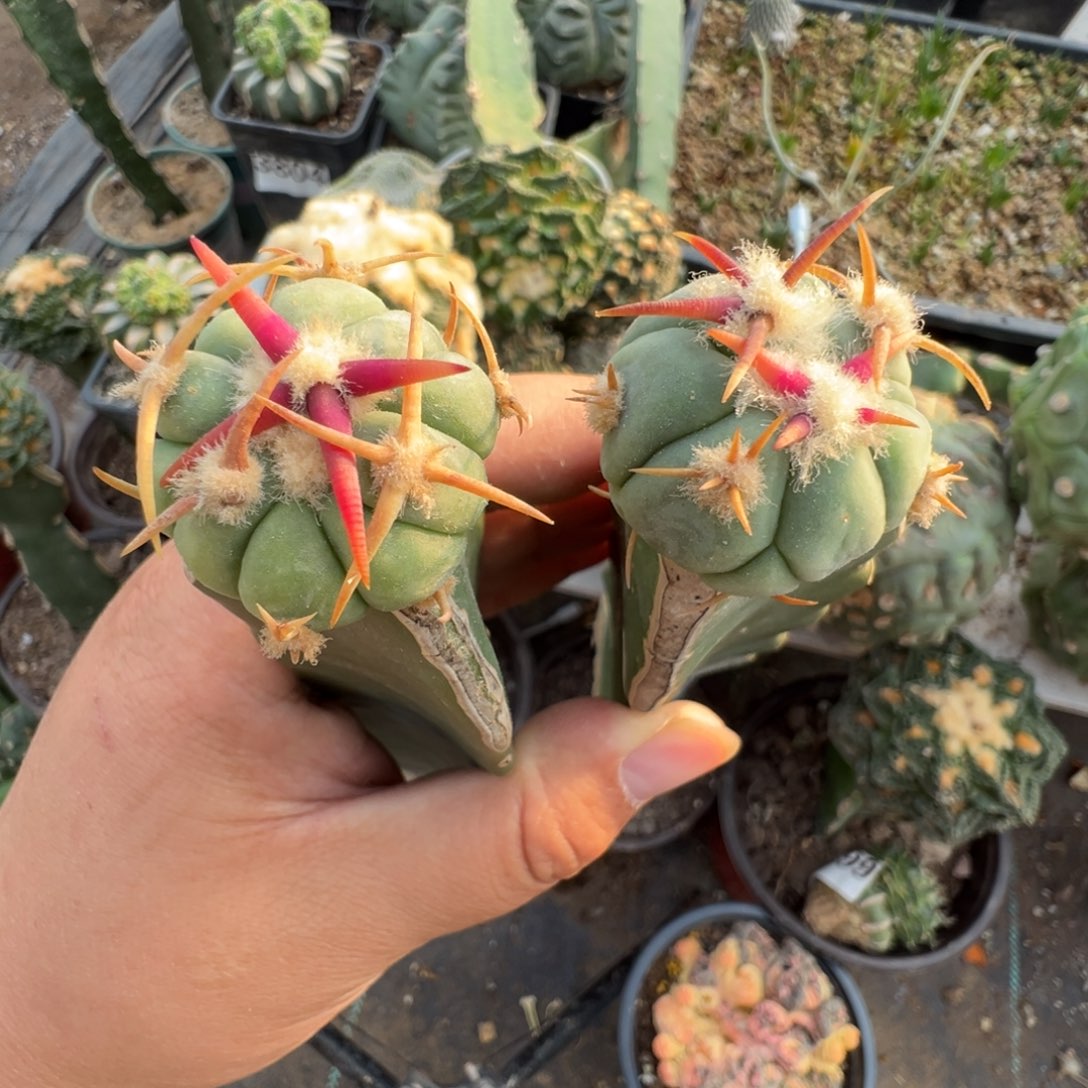 h***y两个翠平仙人球组合