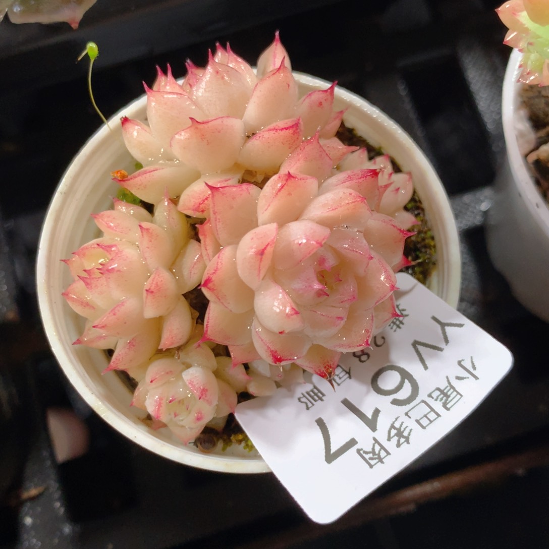 5CM拇指盆精控多肉YV617