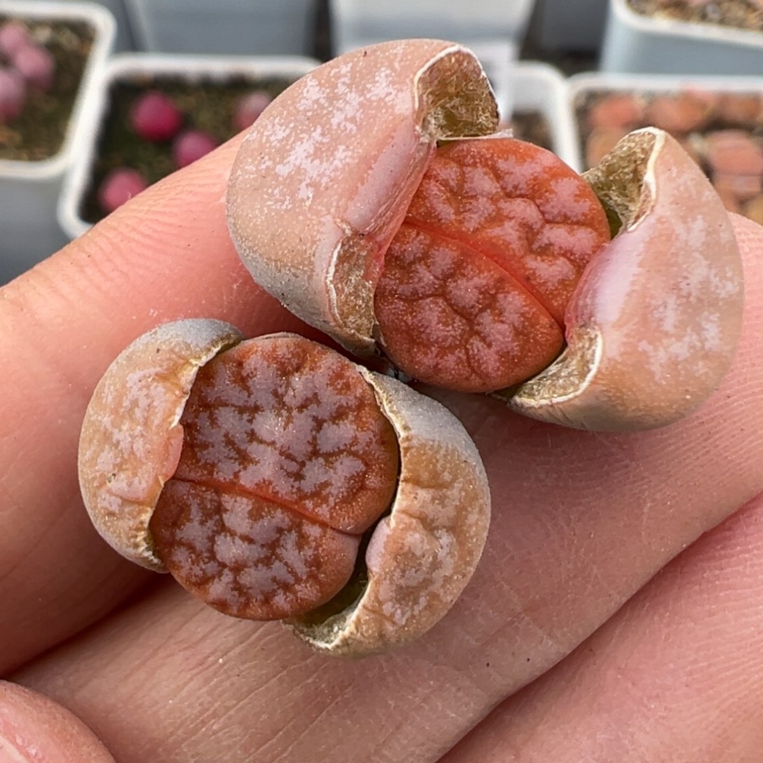 2.13好看的多肉399