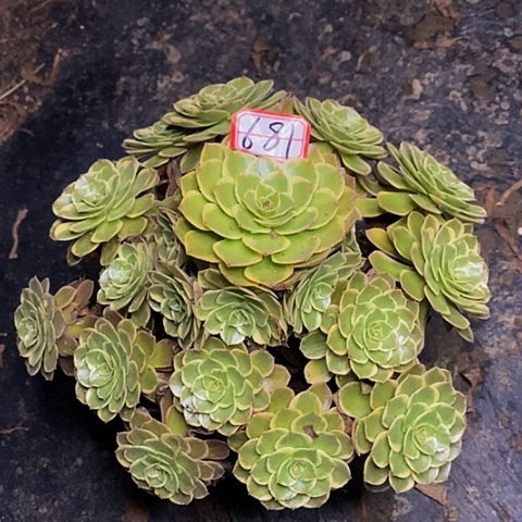 粉花妖老桩捧花681号