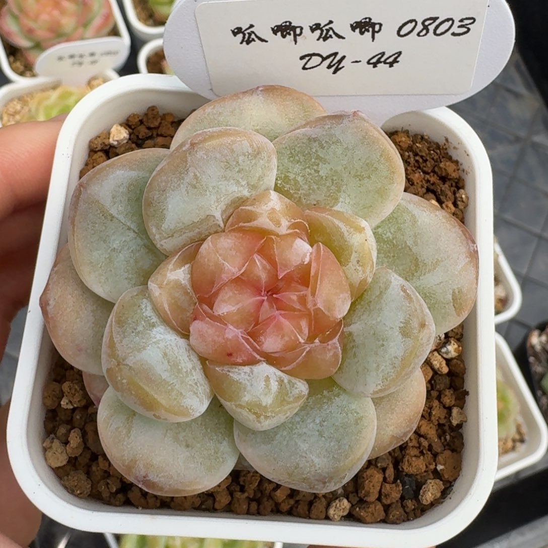 0803-44编号混开播f