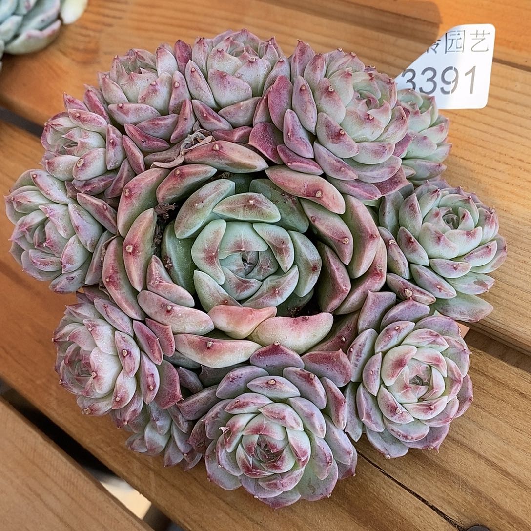 3391杂交老桩基地～13厘米