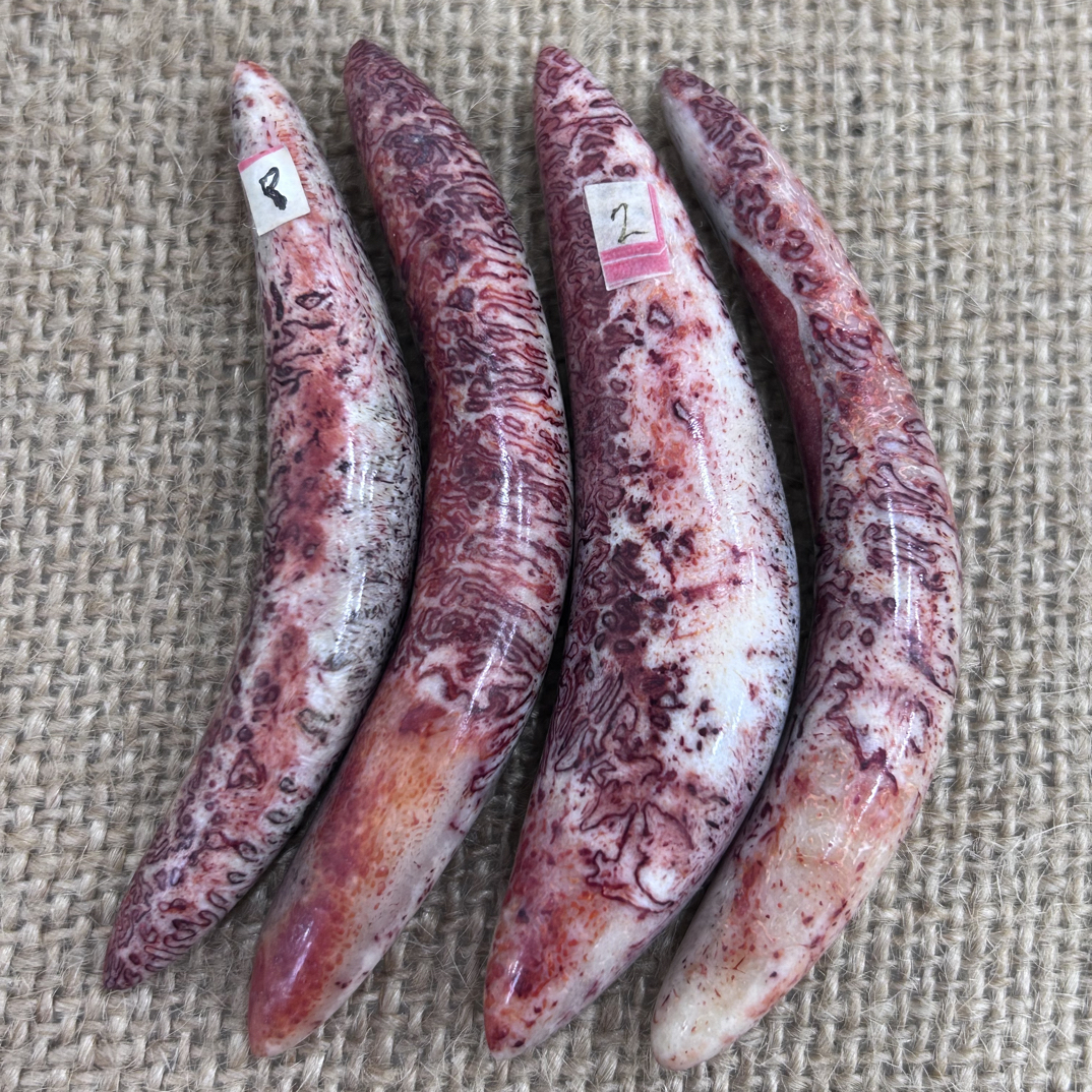 养殖梅花鹿三界角牙