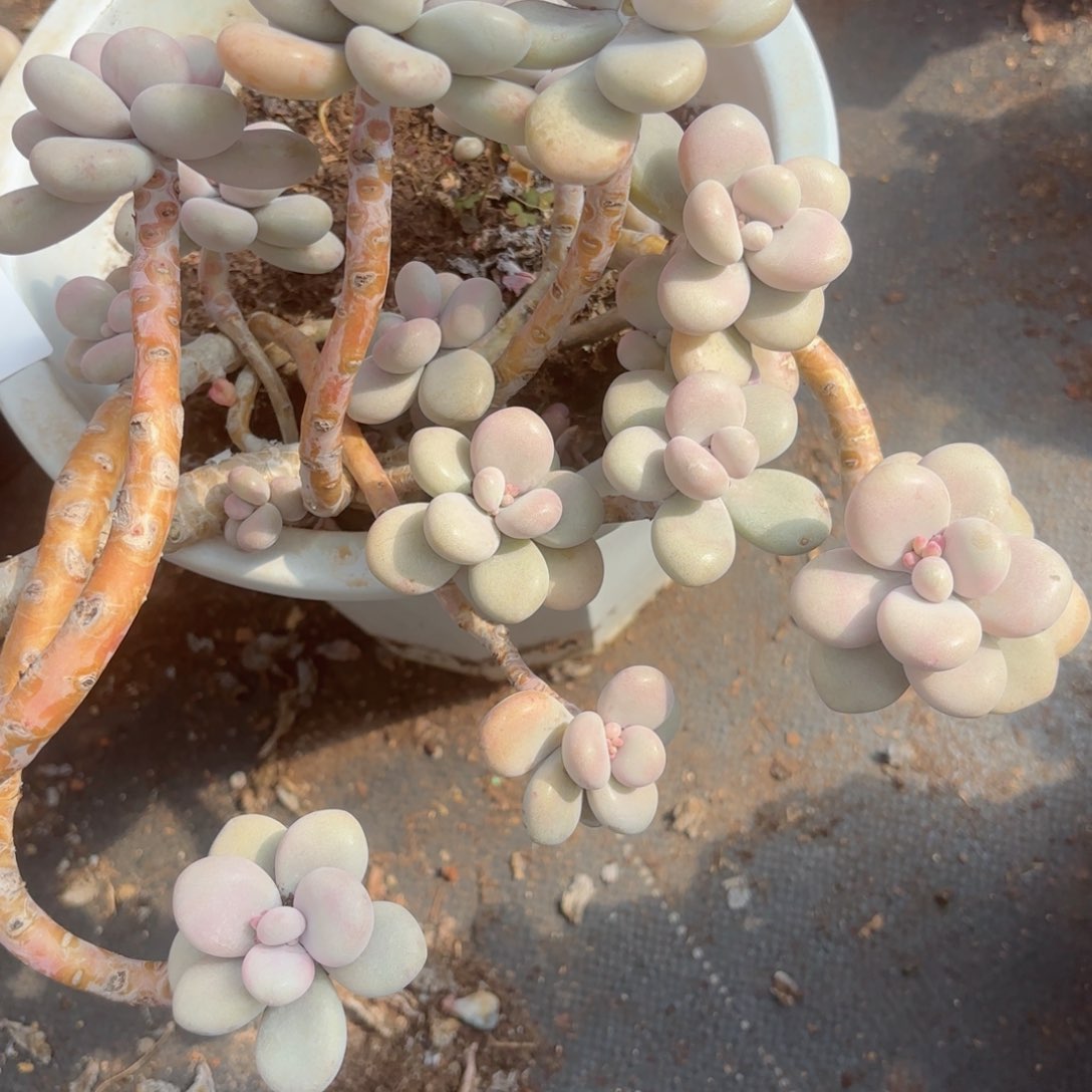 小****线桃蛋30-44。    