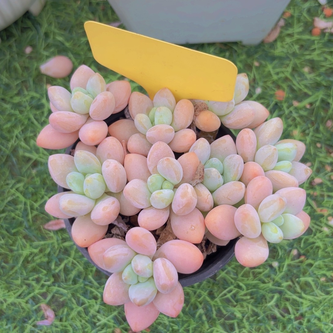 *****我的小可爱们都好可爱