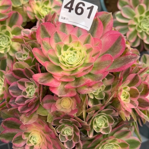 461玉姿20厘米左右