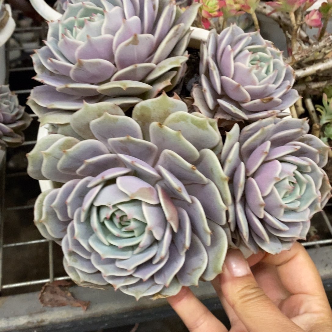 露娜莲三头起发老桩