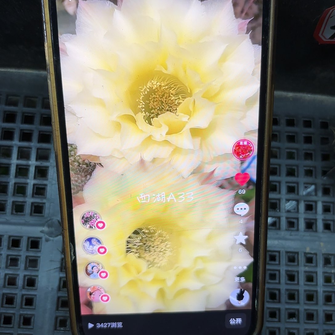 奶酪彩小侧牙20包邮仙人球4