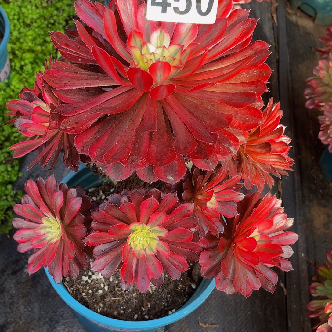 多肉法师450号黑桐白发货不包损