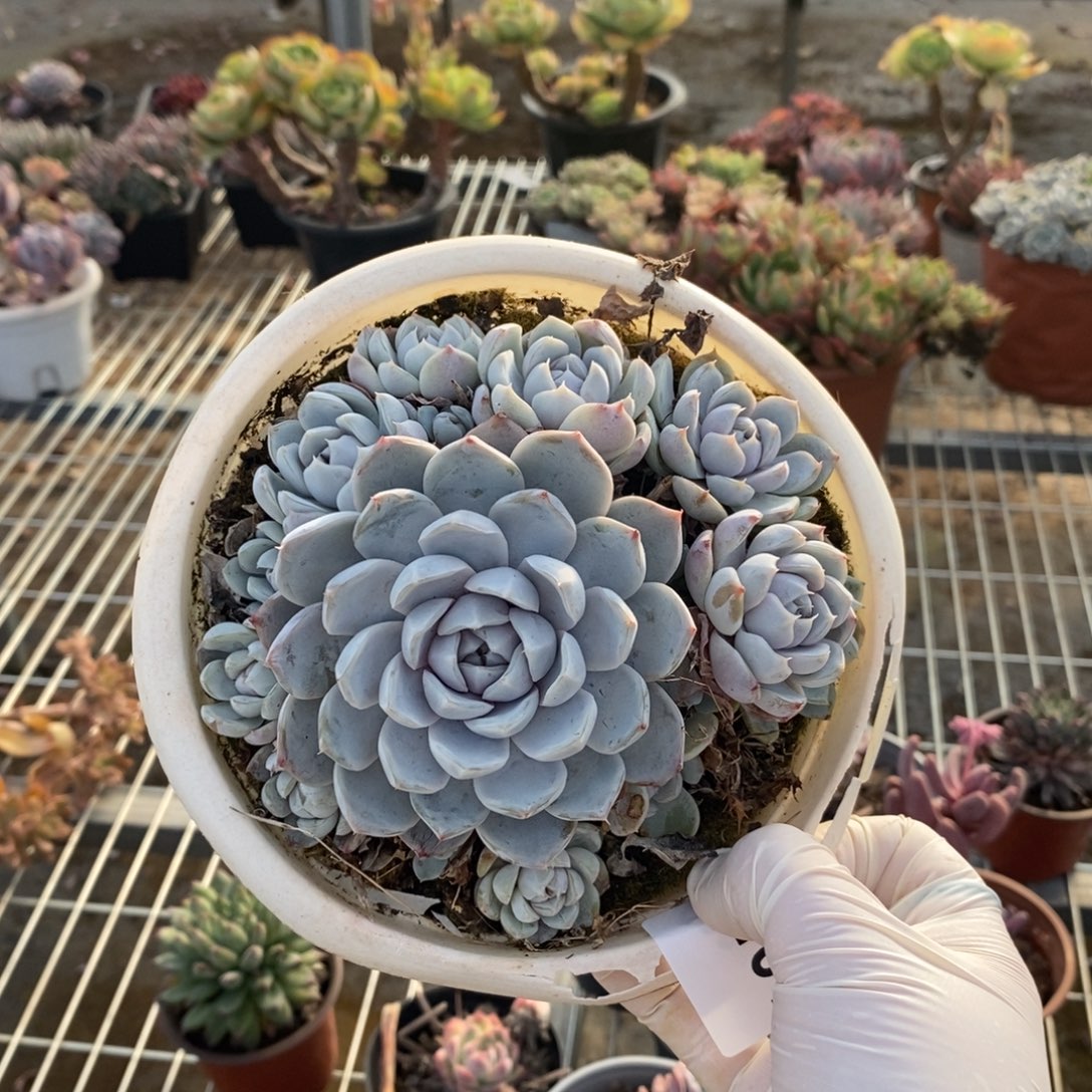 101汉堡手捧一物一拍