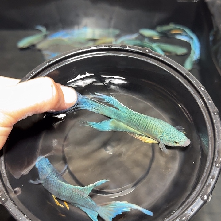 斗鱼直播间对图无纹蓝21