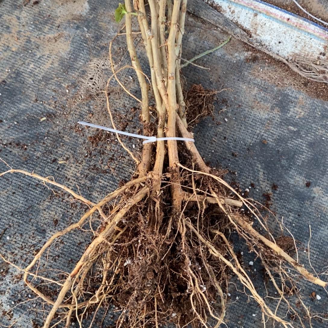 尼***尼无花朵福利款叶仙