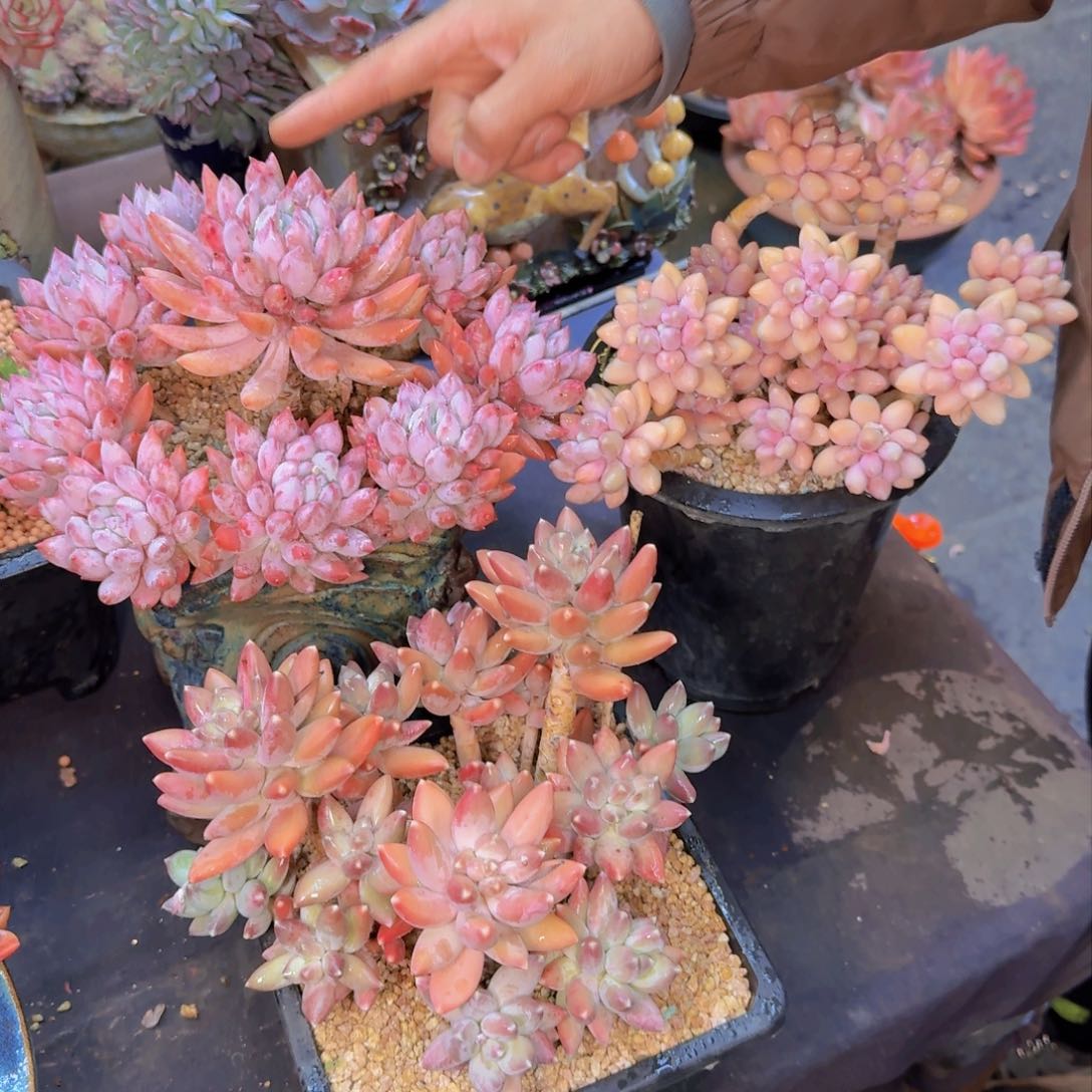 用****2多肉植物的生长发育和