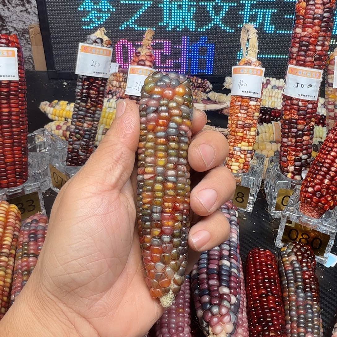 彤***^大叶紫檀（黑酸枝木类）