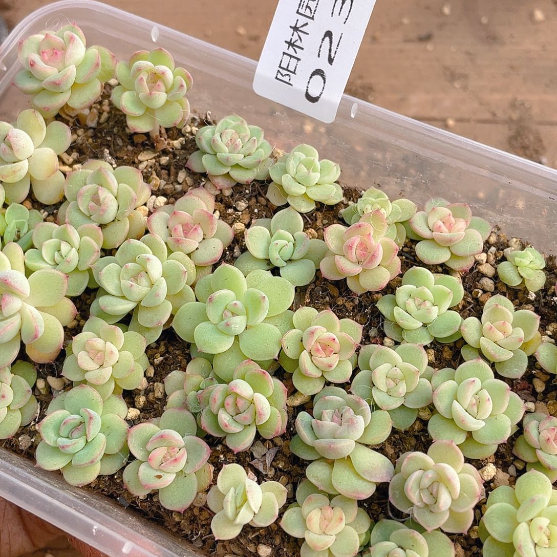 多肉植物多肉植物231