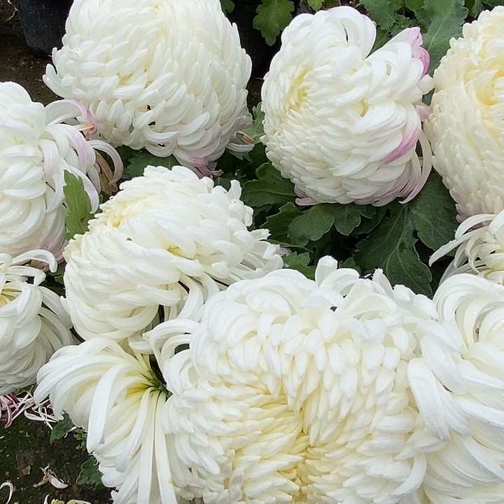 完全开放九月大菊唐宇傲狮多年生