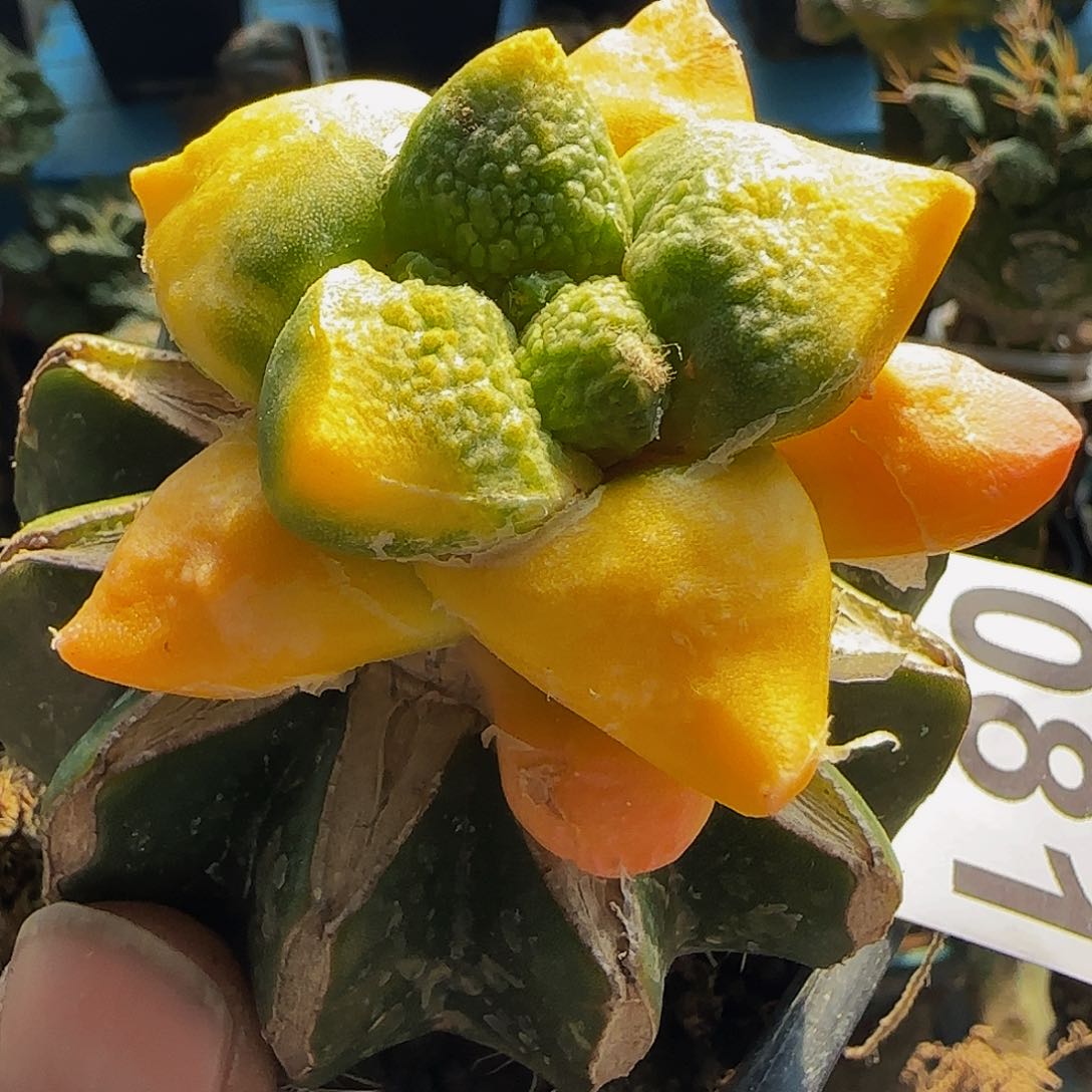 哥斯拉连山锦081