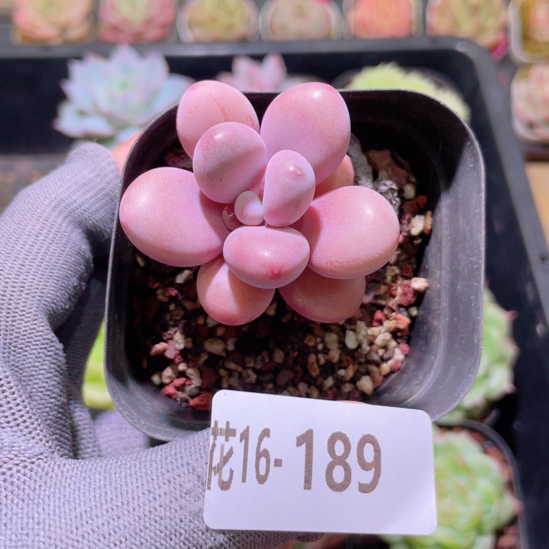 花利美16-189桃蛋