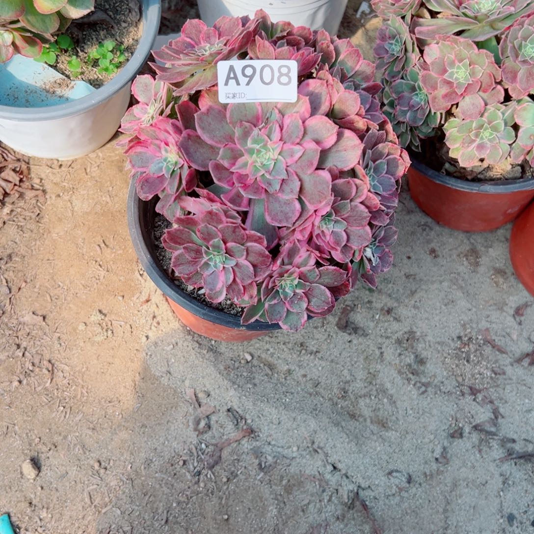 908孔雀翎多肉植物法师多肉