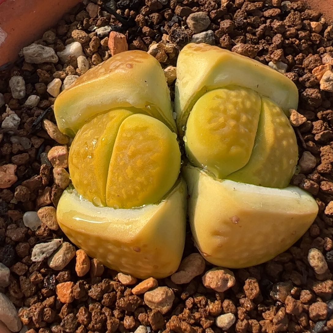 811多肉植物百科