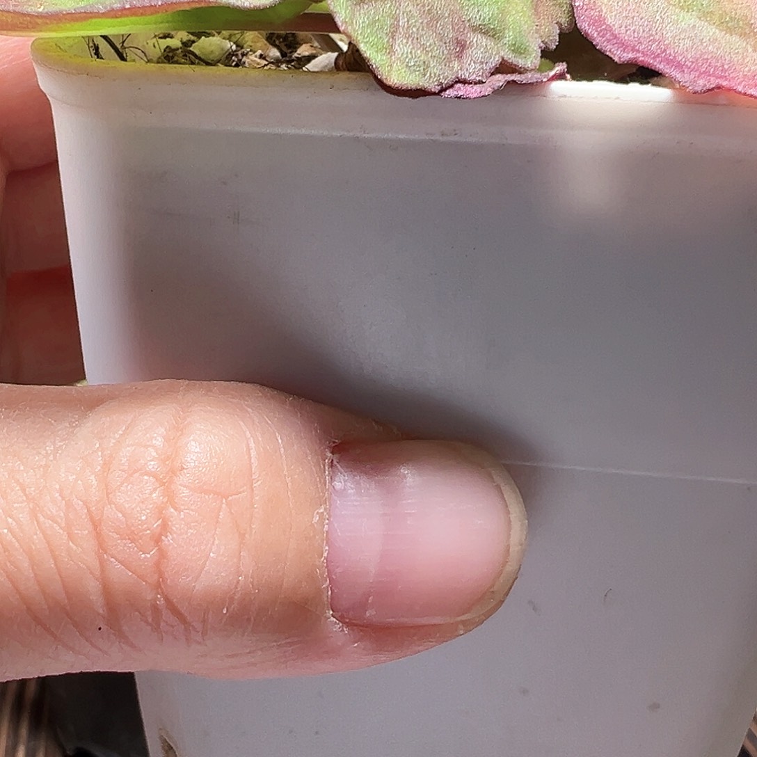 着****ᵏ爱氏延命草带盆发货